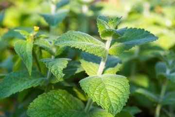 Green mint leaves growing in garden