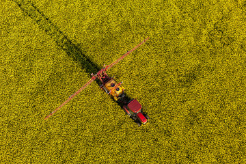 aerial view of yellow  rape harvest fields with tractor