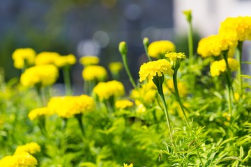Marigold flowers