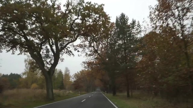 Autofahrt Allee Landstra&szlig;e