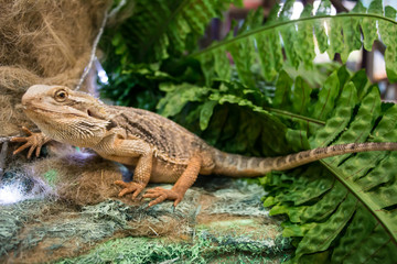 Pogona vitticeps