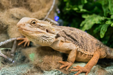Pogona vitticeps