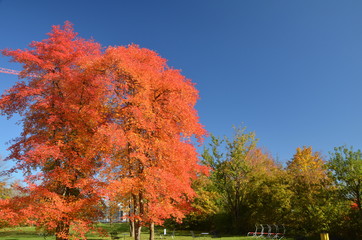 Colourful foliage in autumn park
