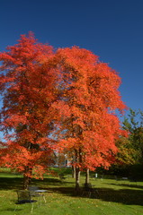 Colourful foliage in autumn park
