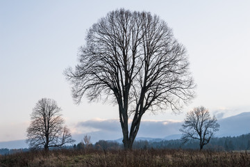 Kontury trzy drzewa © jakubczajkowski
