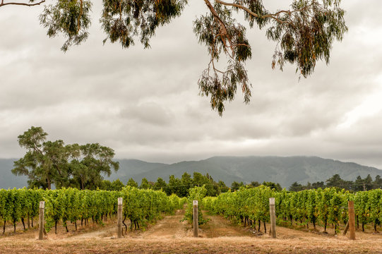 Marlborough Wine Country Near Blenheim, South Island, New Zealand