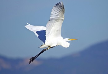 Great Egret (Ardea alba egretta)
