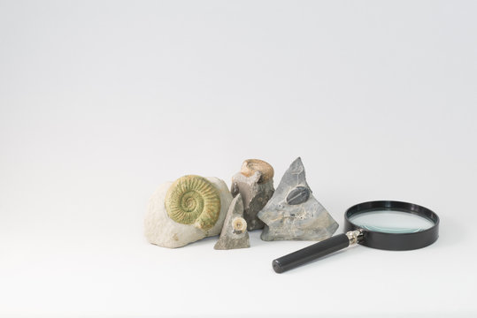 化石とルーペ