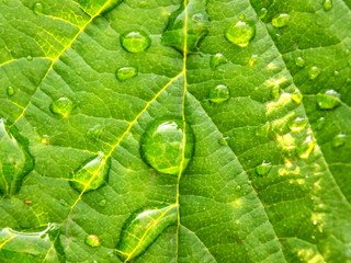 Rain drops on leaf