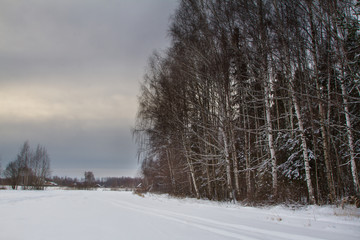Winter forest landscape