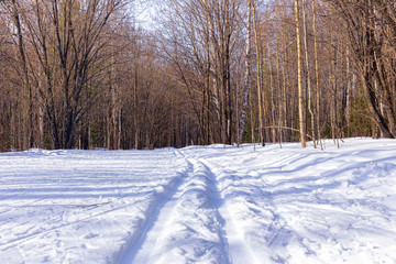 Ski in the winter woods