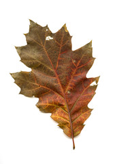 Oak leaf