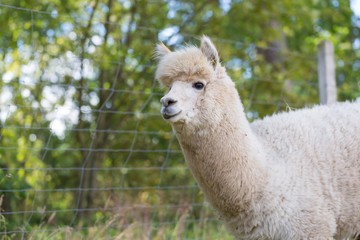 Fototapeta premium Alpaca on farm