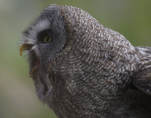 Great Grey Owl or Lapland Owl (Strix nebulosa)