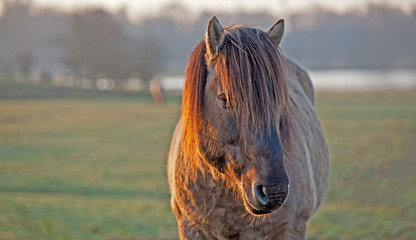 Horse in the light of dawn in winter © Naj