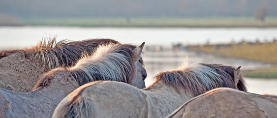 Horses in the light of dawn in winter © Naj