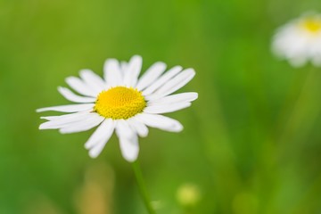 Obraz premium Wild white flowers