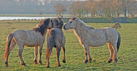 Horses in the light of dawn in winter