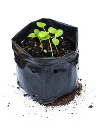 young plant in nursery bags on white background