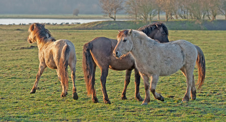 Horses in the light of dawn in winter © Naj