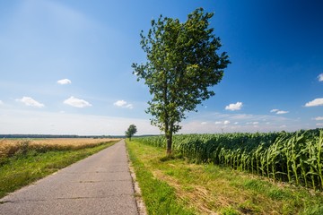 Asphalt road near fields