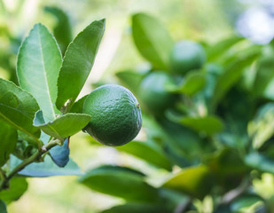 Green lemon on tree