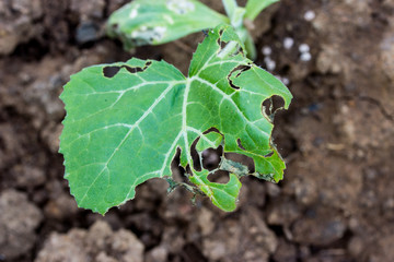 leaf vegetables with holes, eaten by pests.