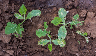 leaf vegetables with holes, eaten by pests.