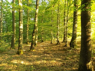 Fototapeta na wymiar Deciduous forest