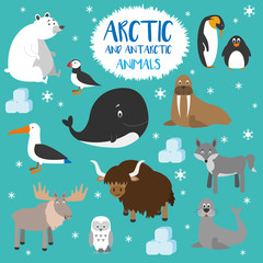 Set de animales polares árticos y antárticos. Pingüino, oso polar, foca, reno, ballena, buho, albatros, frailecillo, morsa, zorro ártico y yak. Ilustración de vector. - obrazy, fototapety, plakaty