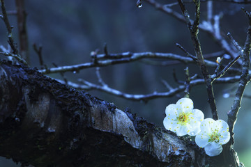colorful plum flowers closeup