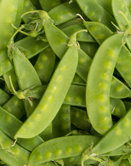 green bean