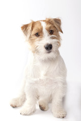 Young dog Jack Russell terrier on the white background