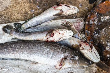 Giant snakehead fish.For cook