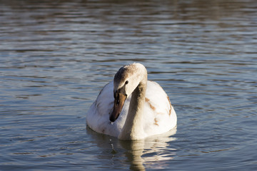 H&ouml;ckerschwan (Cygnus olor), schwimmend auf einem See 