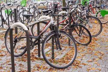 Rows of bicycles parked under colorful fall trees
