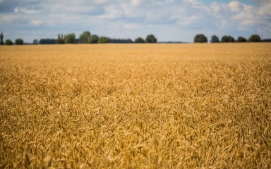 Corn field landscape