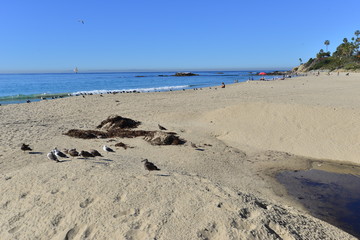 Laguna beach area in Southern California.