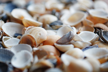 Seashell background