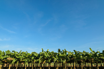 banana plantations
