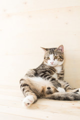 grey cat