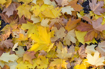 yellow maple leaves as a background