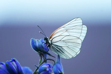 Obrazy na Szkle  biały motyl na niebieskim kwiatku