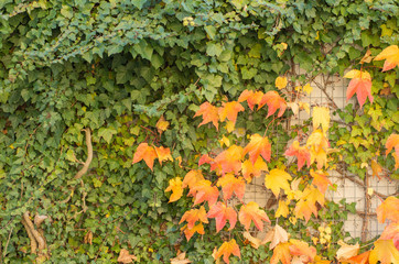 Wall overgrown with tendril grape colorful in autumn