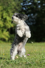 Kleiner Hund macht Männchen