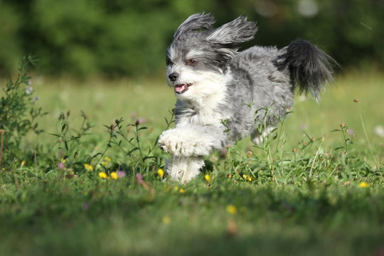 Kleiner Hund rennt &uuml;ber Blumenwiese