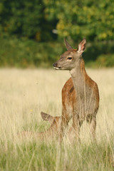 Red Deer, Deer, Cervus elaphus