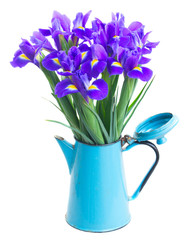 spring blue irises