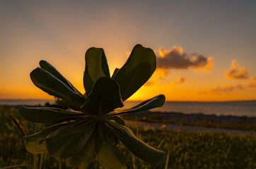 夕日に照らされる植物