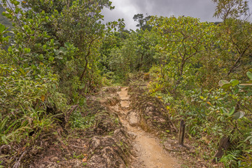 Wanderweg zum  im Regenwald von Dominica